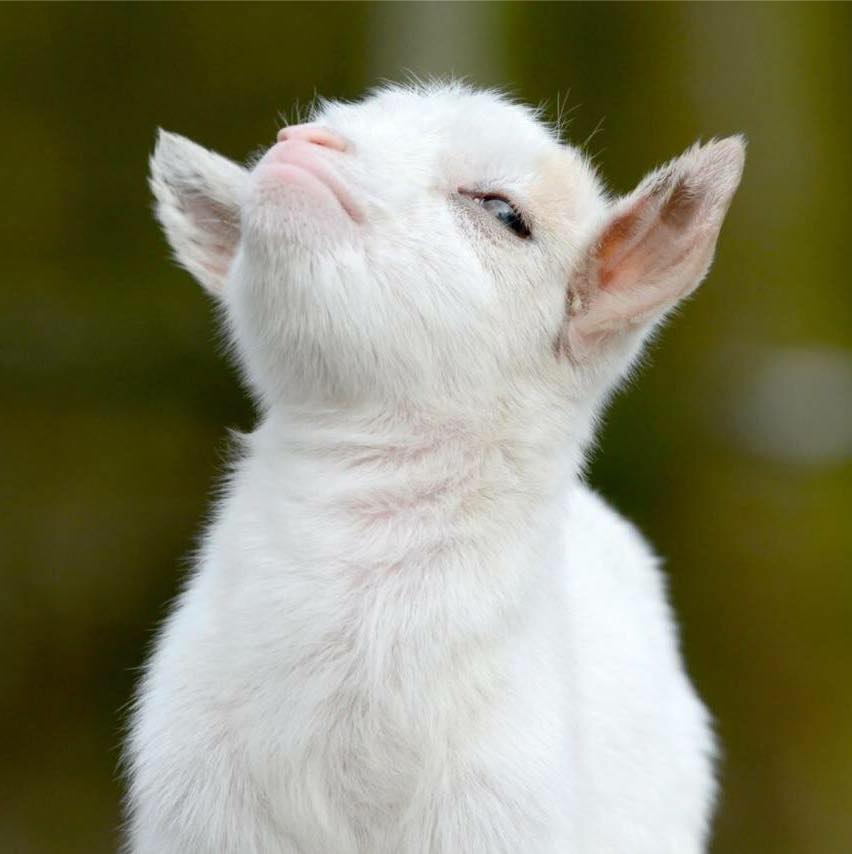 MiniFig81 - Smug Goat Smug goat