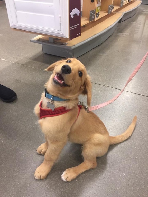 aaronr93 - Golden retriever puppy Golden retriever puppy