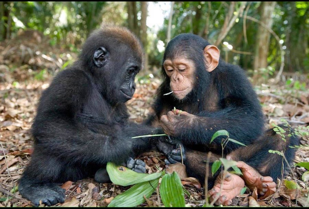 Appropriate-Username - Baby Chimp and Baby Gorilla Baby Chimp and Baby Gorilla