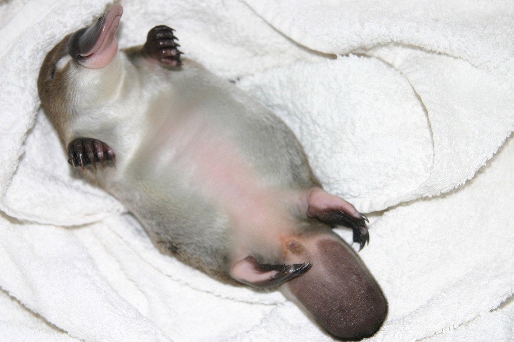 shteebisgrandmother - baby platypus baby platypus